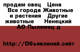  продам овец › Цена ­ 100 - Все города Животные и растения » Другие животные   . Ненецкий АО,Пылемец д.